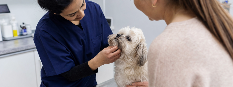 How Much Does a Vet Cost in Mitcham?