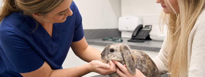 Rabbit Care Advice for Merton Owners