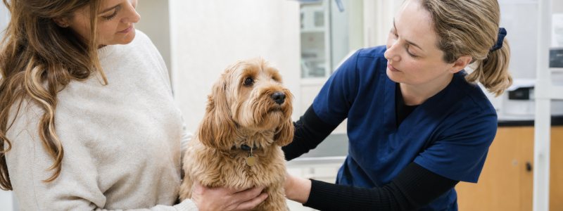 Hospitalisation for Pets: What Owners Need to Know