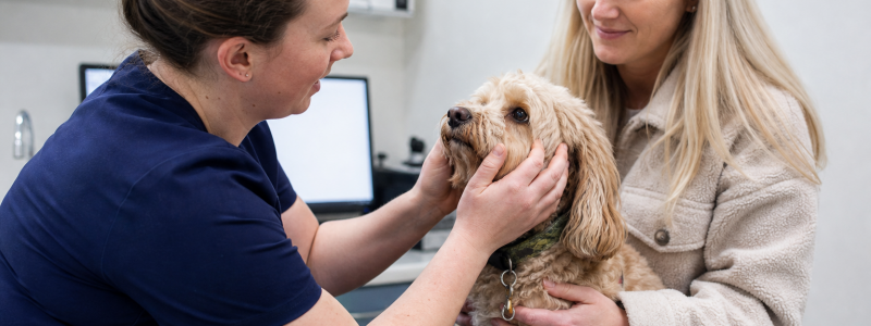 The Benefits of Joining a Pet Health Plan