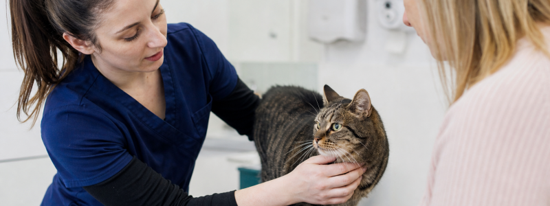 Keeping Cats Safe in Mitcham Homes