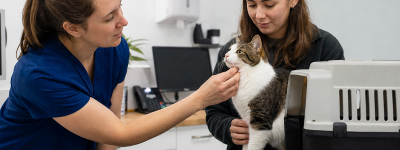 New Pet Owner Checklist for Morden Residents