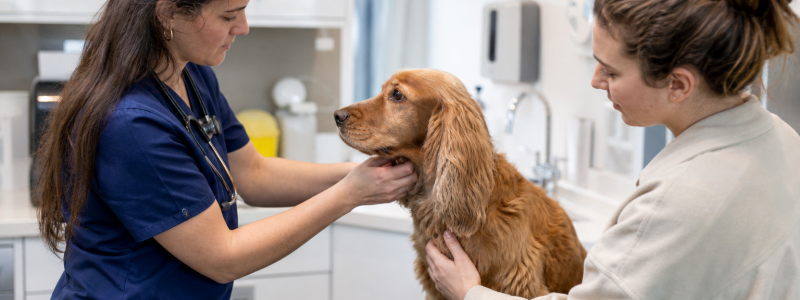 Vaccine Amnesty: Why Restarting Vaccinations Matters