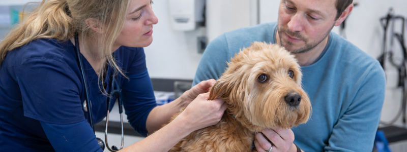 Pet-Friendly Days Out Around Mitcham