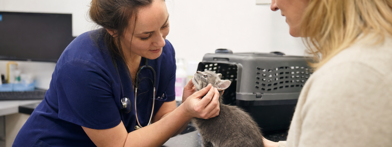 Kitten Care Essentials for Morden Residents