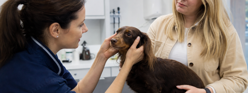 The Most Common Reasons Dogs Visit the Vet in Mitcham