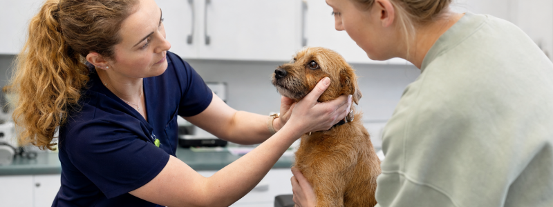 Why Early Diagnosis Matters for Pets