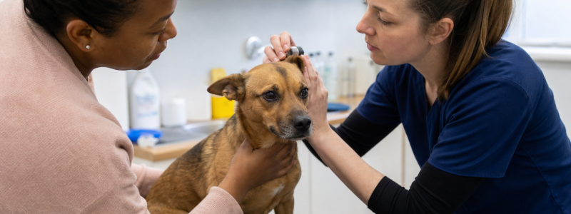 How Local Charities Help Animals in South London