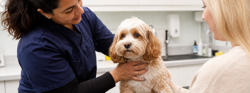 Pet Travel Tips for South London Pet Owners