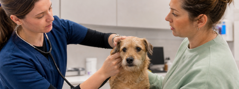 How 0% Finance Can Help with Unexpected Vet Bills