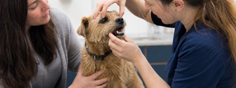 Dental Care for Pets in Mitcham