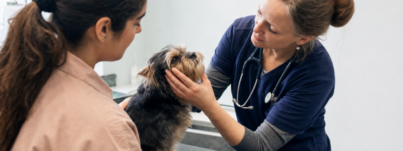 What to Do If Your Pet Gets Sick in Mitcham