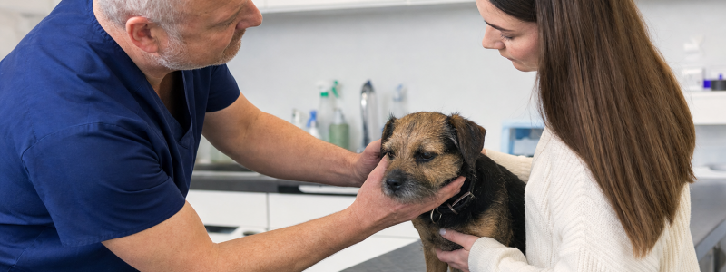 Moving to Mitcham with a Pet: A Local Guide